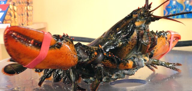 homard